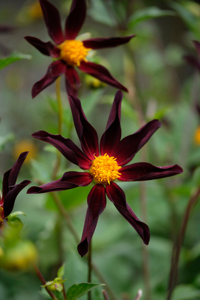 Dahlia Special Verrone's Obsidian 1-pakning